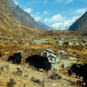 Langtang village