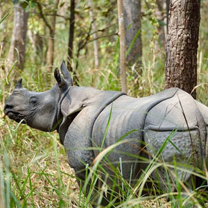 Chitwan